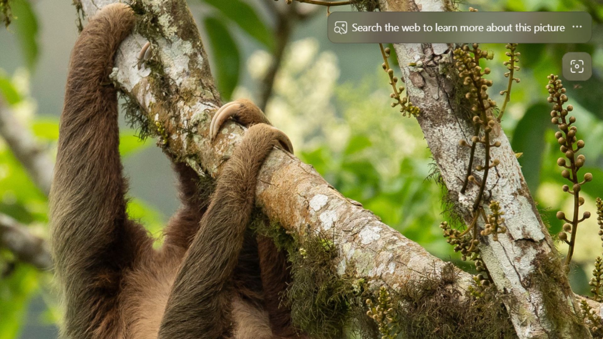 /de/images/Visual-Search-icon-in-the-top-right-part-of-desktop-background-after-installing-Bing-Wallpaper-app.jpg